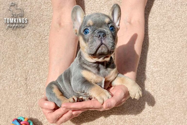 Davis, a blue and tan French Bulldog puppy, sitting on a beige carpet.