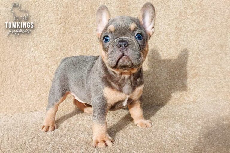 Davis, a blue and tan French Bulldog puppy, standing on a beige carpet.
