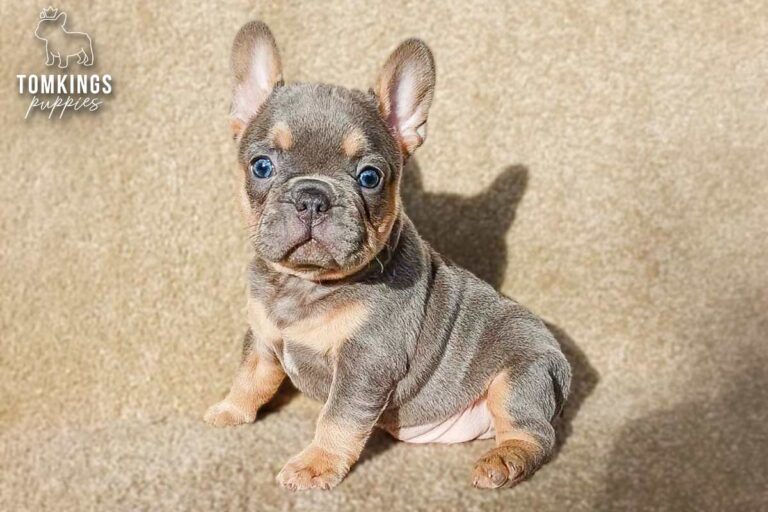 Davis, a blue and tan French Bulldog puppy, sitting and looking at the camera.
