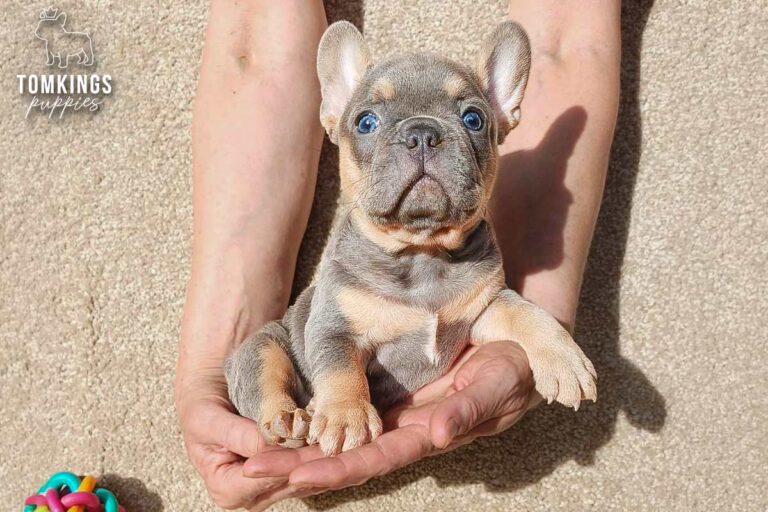 Davis, a blue and tan French Bulldog puppy, being held gently in hands.