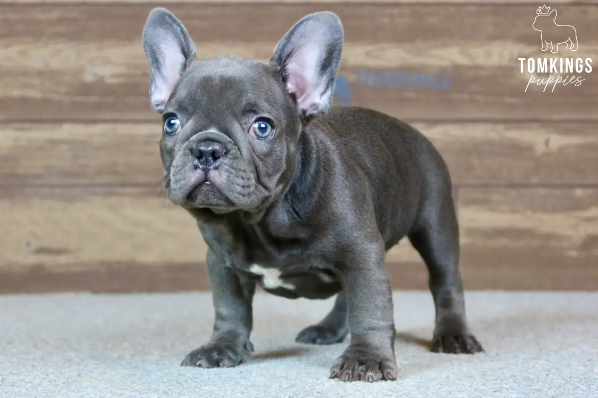 Delphine, the Adorable