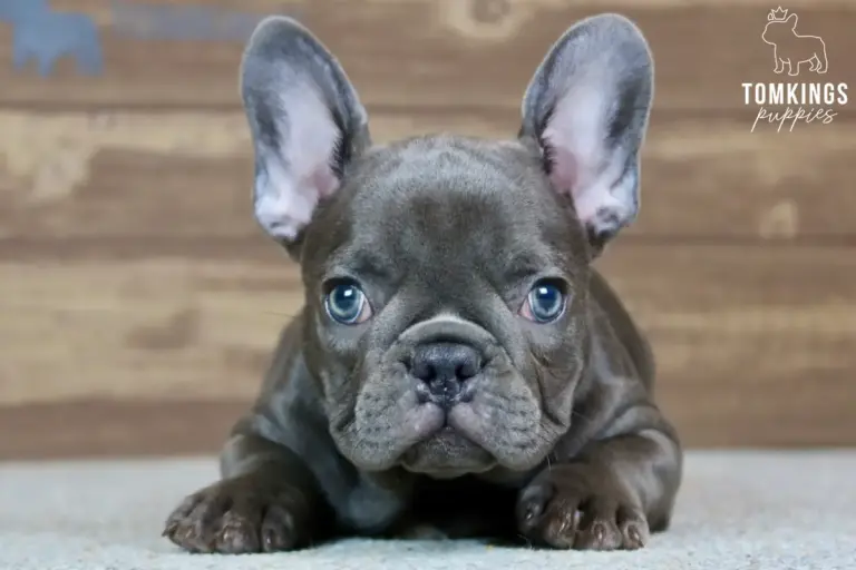 Delphine, a blue French Bulldog puppy, lying down indoors and looking at the camera.