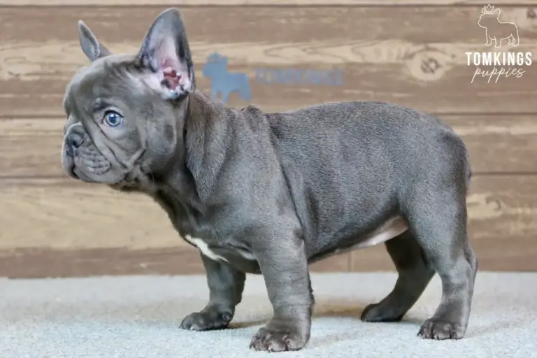 Delphine, a blue French Bulldog puppy, standing in profile indoors.