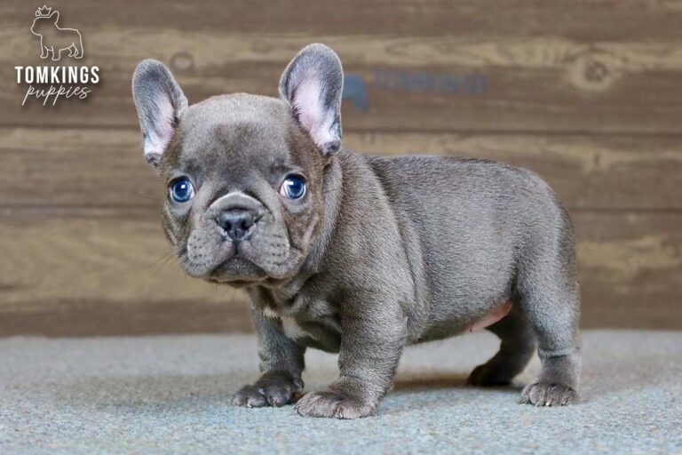 Delphine, a blue French Bulldog girl, standing indoors against a wooden backdrop.