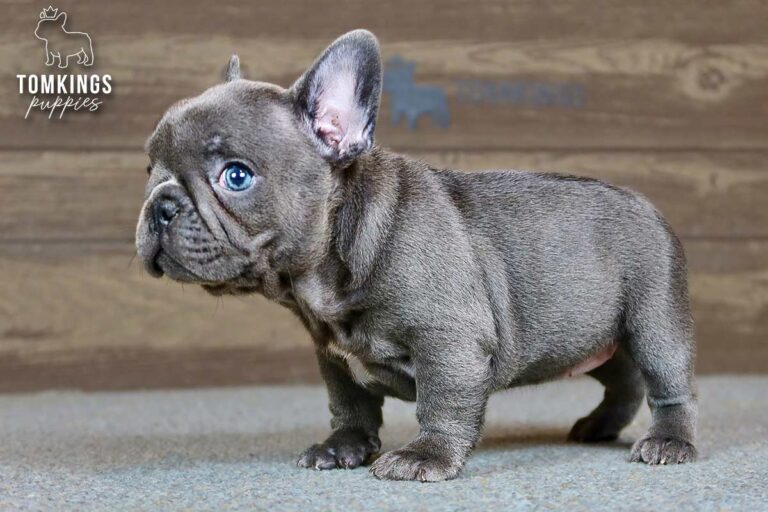 Delphine, a blue French Bulldog girl, standing in side profile indoors.