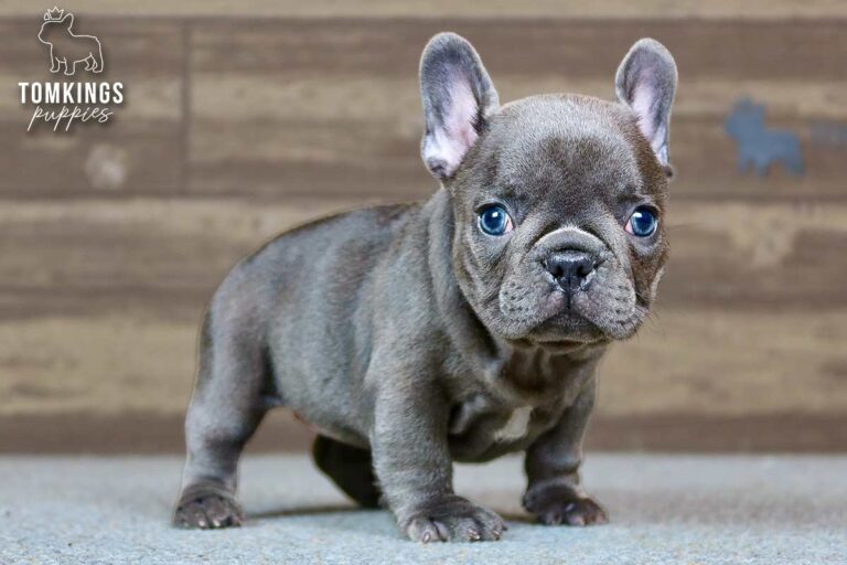 Delphine, a blue French Bulldog girl, standing indoors and looking toward the camera.