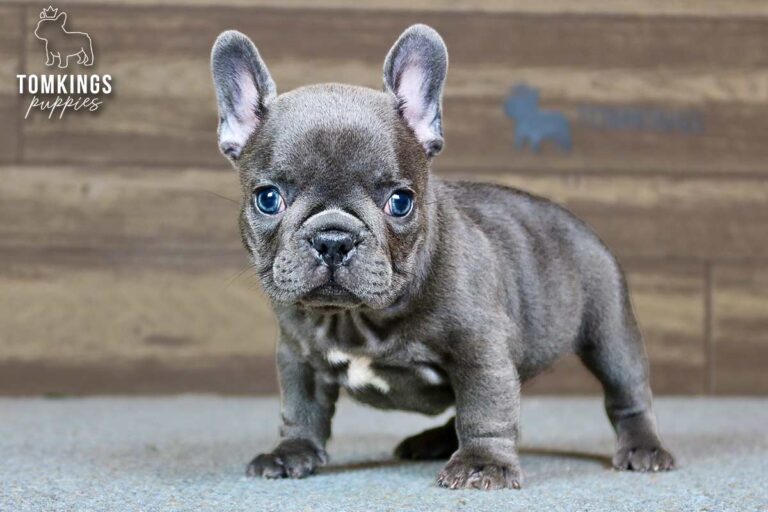 Delphine, a blue French Bulldog girl, standing front-facing indoors.
