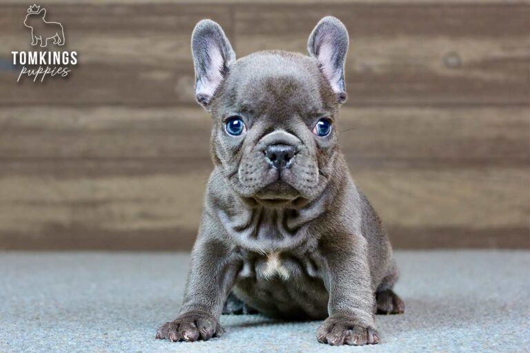 Delphine, a blue French Bulldog girl, sitting indoors against a wooden backdrop.