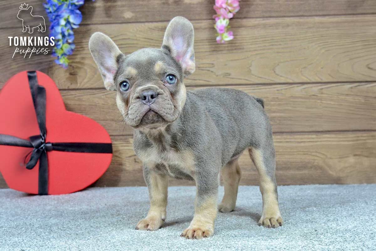 Dinah, the Energetic