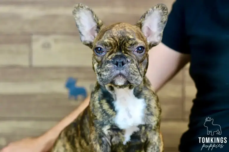 Dorian, a brindle French Bulldog puppy, sitting indoors with a white chest and large upright ears.