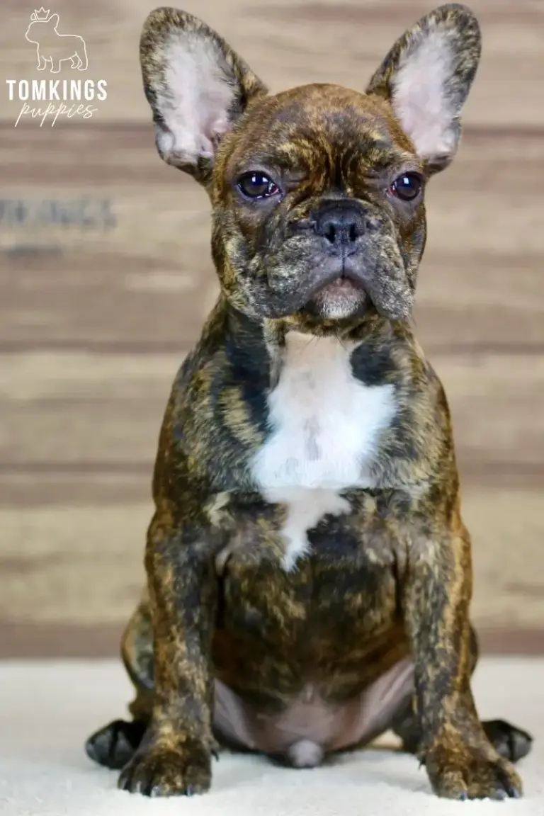 Dorian, a brindle French Bulldog puppy, sitting upright indoors with large ears and a white chest.