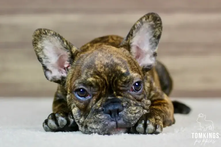Dorian, a brindle French Bulldog puppy, lying down indoors with his head resting on the floor.