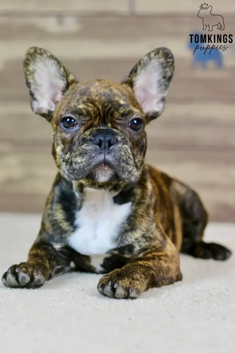 Dorian, a brindle French Bulldog puppy, lying indoors with a white chest and large upright ears.