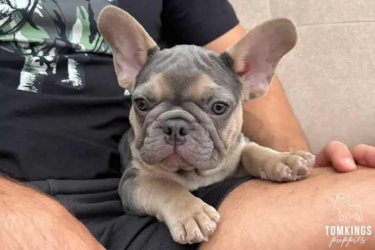 Edmund, a blue and tan French Bulldog puppy, sitting on a person's lap indoors.