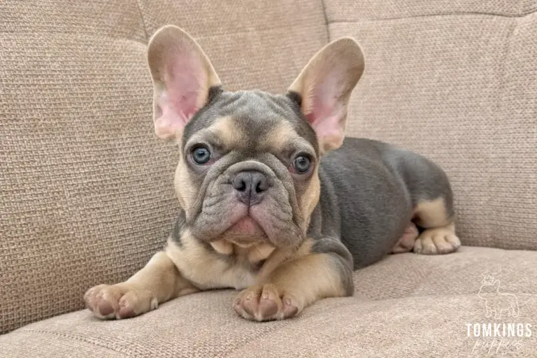 Edmund, a blue and tan French Bulldog puppy, relaxing on a beige sofa.