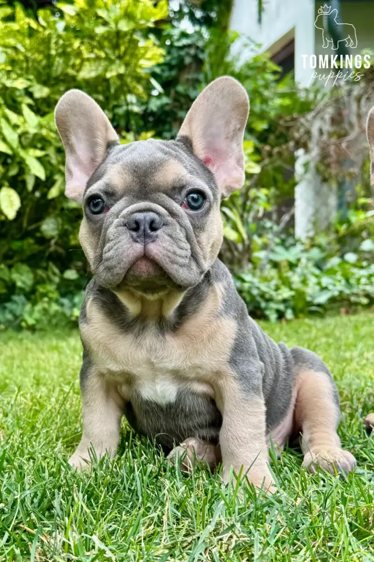 Edmund, a blue and tan French Bulldog puppy, sitting in green grass outdoors.