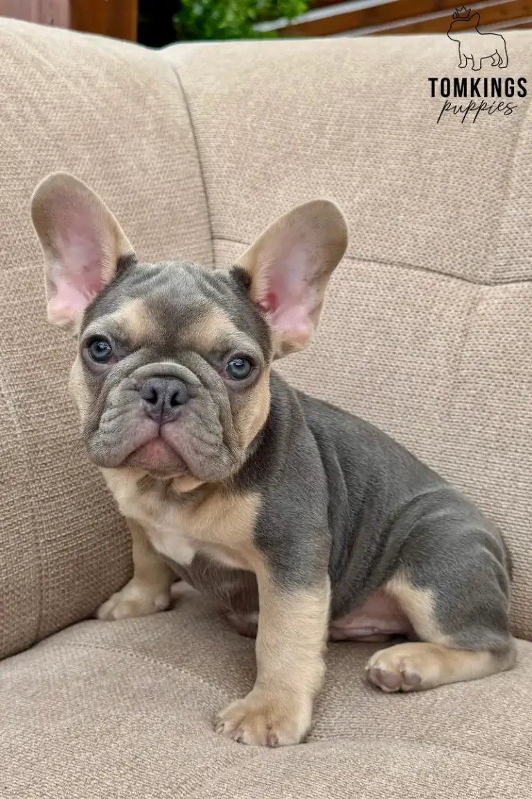 Edmund, a blue and tan French Bulldog puppy, sitting on a beige outdoor sofa.