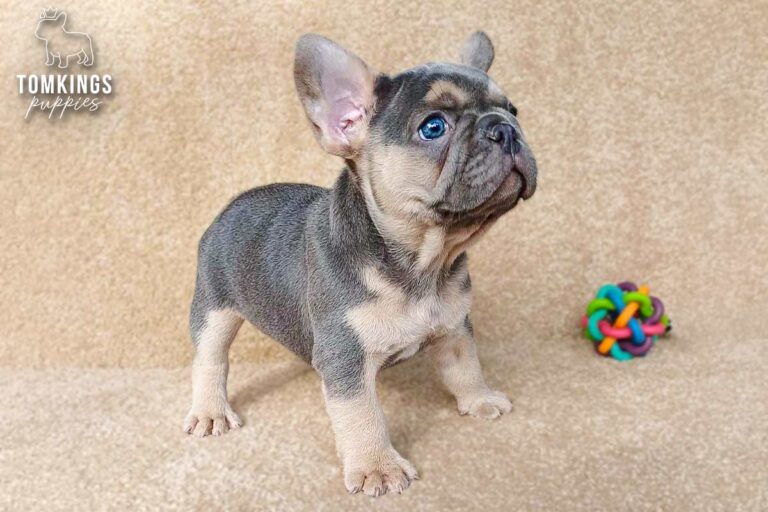 Edmund, a black and tan French Bulldog puppy, sitting on a beige carpet.