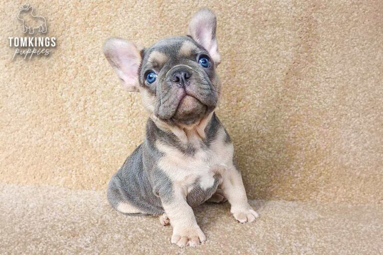 Edmund, a black and tan French Bulldog puppy, sitting and looking up.
