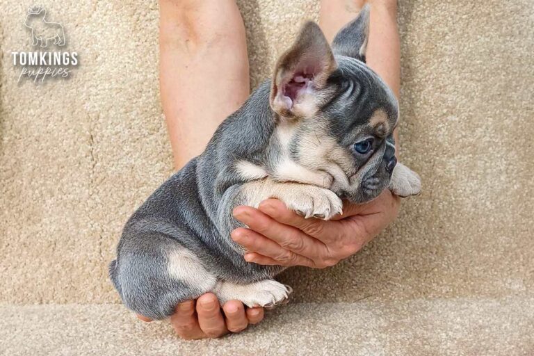 Edmund, a black and tan French Bulldog puppy, sitting in a sweet pose.