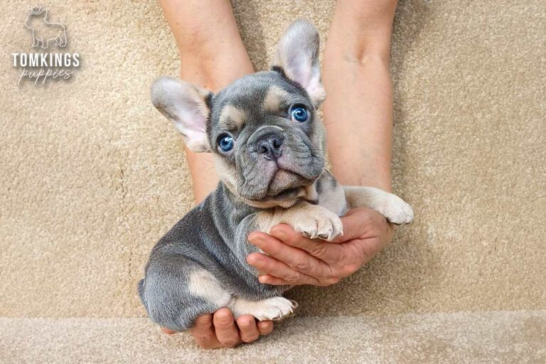 Edmund, a black and tan French Bulldog puppy, being held gently in hands.