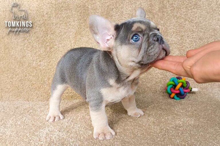 Edmund, a black and tan French Bulldog puppy, sitting on a beige carpet.