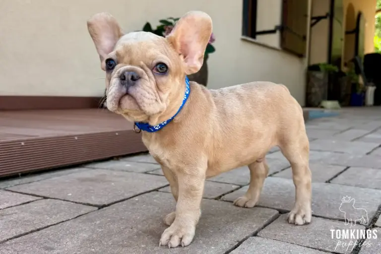 Fergus, a fawn French Bulldog puppy, standing on a paved patio with a blue collar.