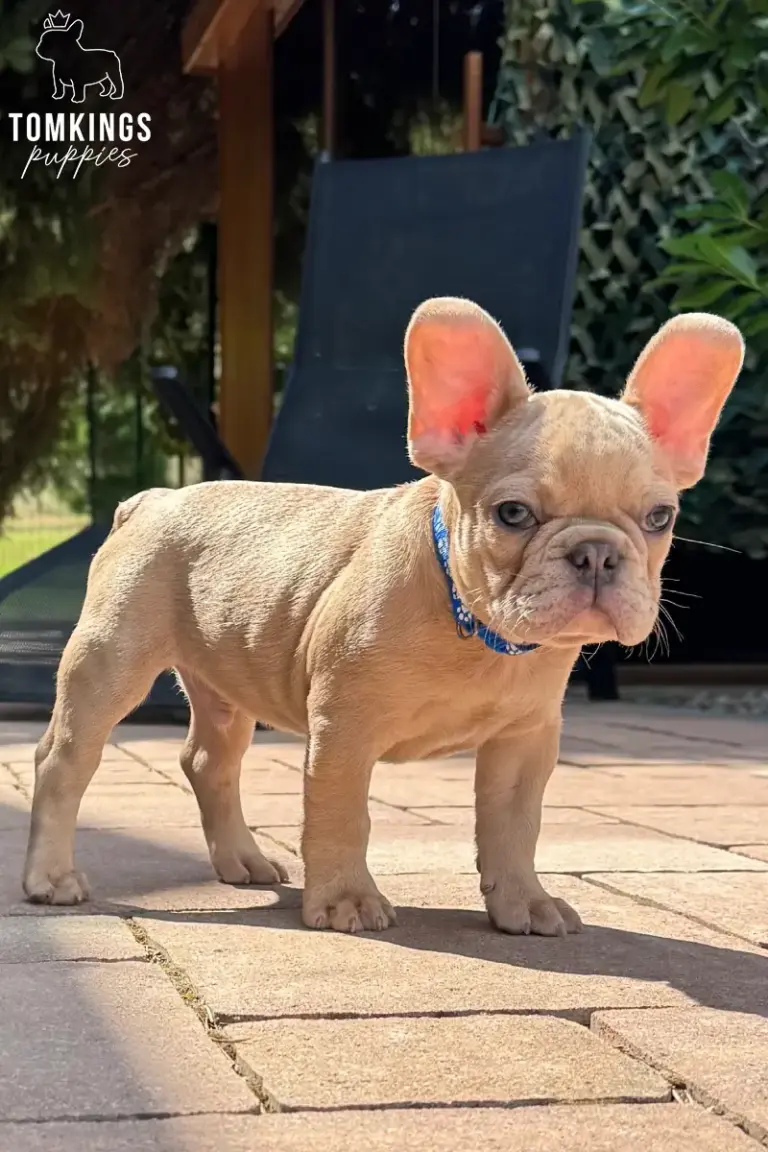 Fergus, a fawn French Bulldog puppy, standing outdoors in sunlight with a blue collar.