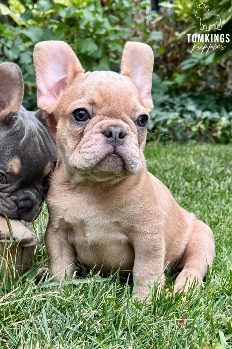 Fergus, a fawn French Bulldog puppy, sitting in the grass beside another puppy.