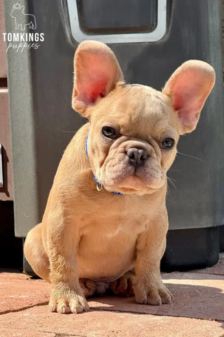 Fergus, a fawn French Bulldog puppy, sitting on a sunny patio with a blue collar.