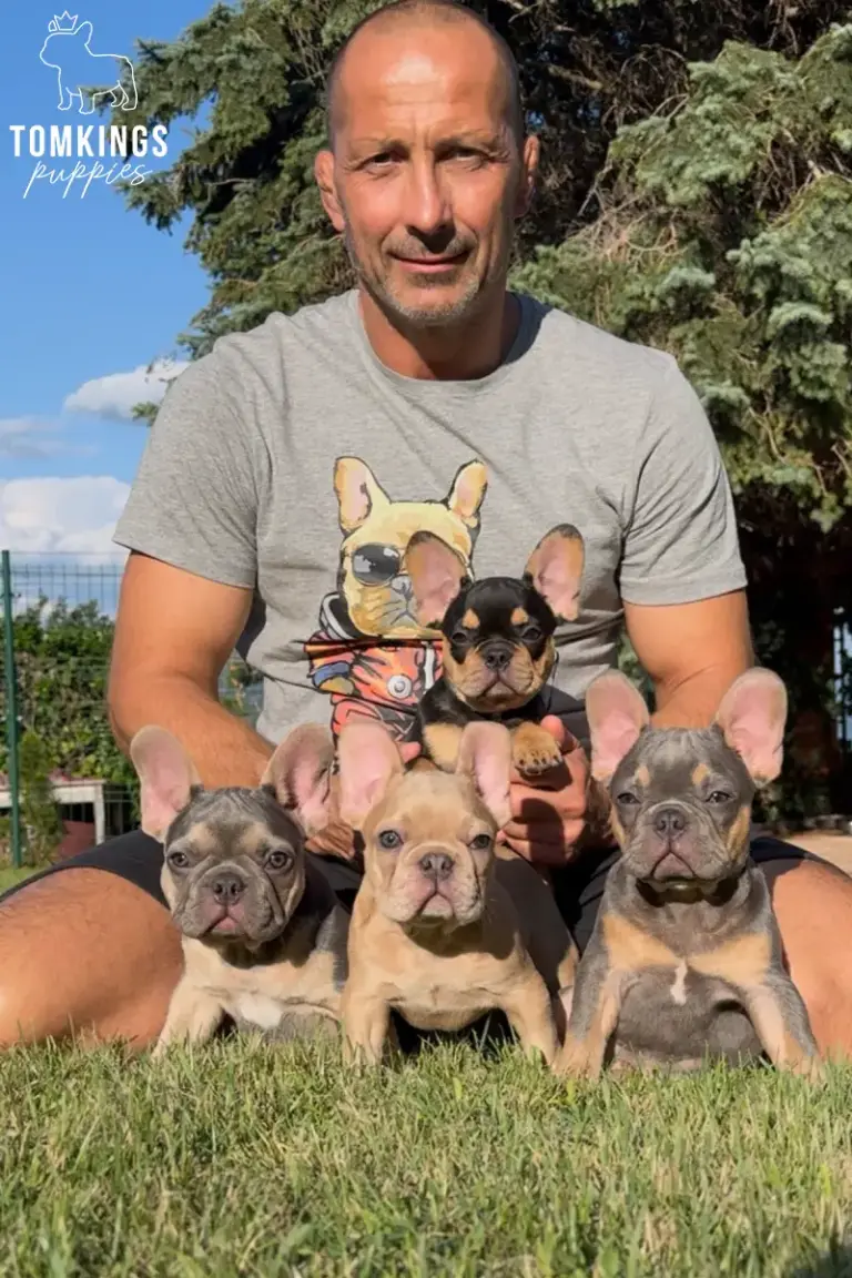 French Bulldog puppies, sitting outdoors on grass with a person behind them.