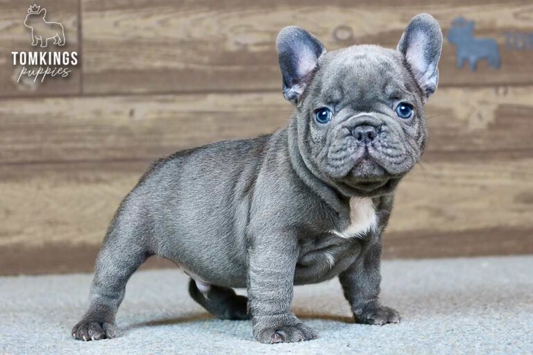 Hector, a blue French Bulldog boy, standing indoors against a wooden backdrop.