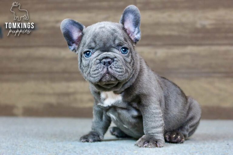Hector, a blue French Bulldog boy, sitting indoors with bright blue-toned eyes.