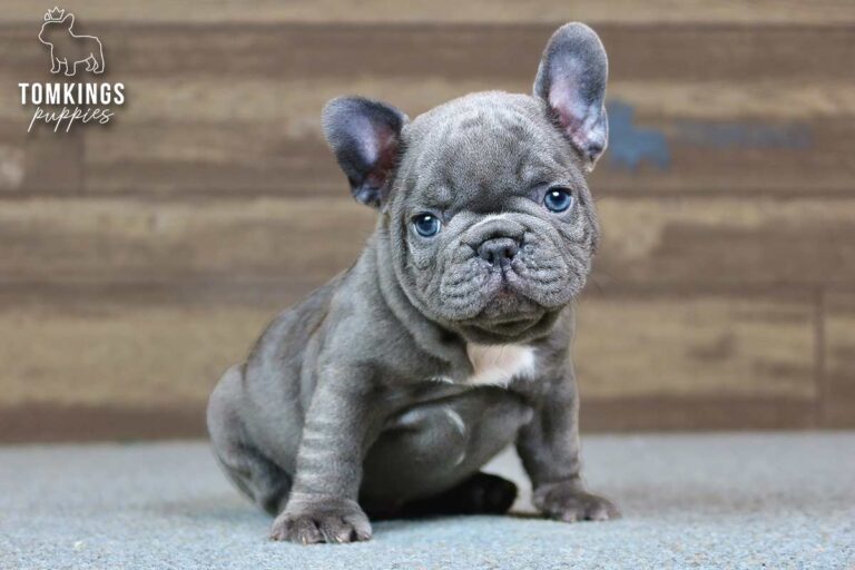 Hector, a blue French Bulldog boy, sitting and facing forward indoors.