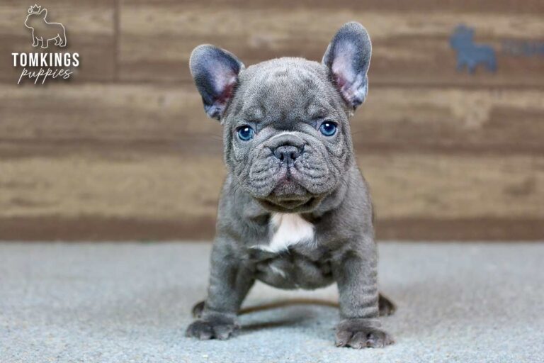 Hector, a blue French Bulldog boy, standing front-facing indoors.