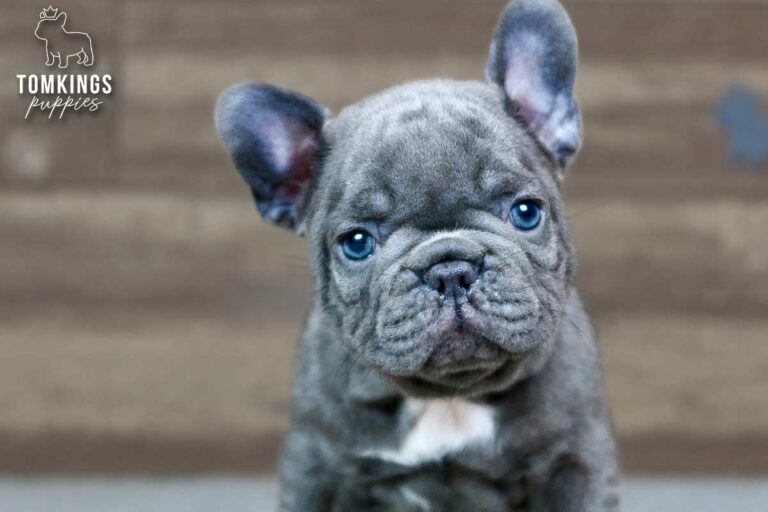 Hector, a blue French Bulldog boy, close-up portrait indoors.