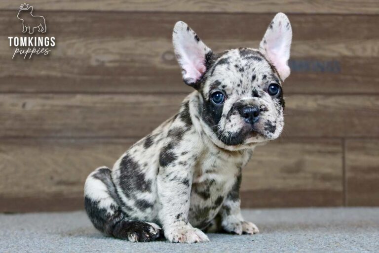 Jarvis, a merle French Bulldog boy, lying indoors against a wooden backdrop.