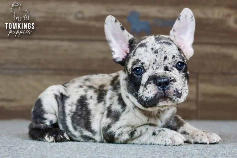Jarvis, a merle French Bulldog boy, resting with his eyes partly closed indoors.
