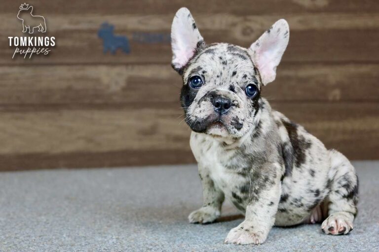 Jarvis, a merle French Bulldog boy, sitting indoors and looking at the camera.