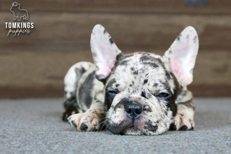 Jarvis, a merle French Bulldog boy, lying indoors and looking toward the camera.
