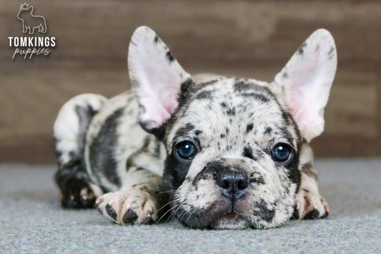 Jarvis, a merle French Bulldog boy, sitting indoors against a wooden backdrop.