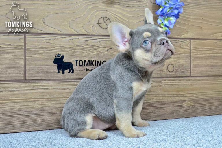Jocasta, a lilac and tan French Bulldog girl, standing indoors.