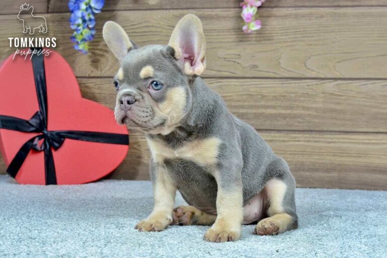 Jocasta, a lilac and tan French Bulldog girl, shown in side profile while being held.