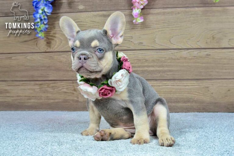 Jocasta, a lilac and tan French Bulldog girl, playing outdoors with another puppy.