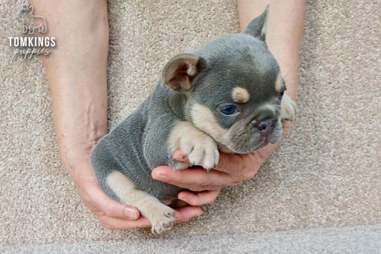 Jocasta, a lilac and tan French Bulldog girl, standing indoors on a carpet.