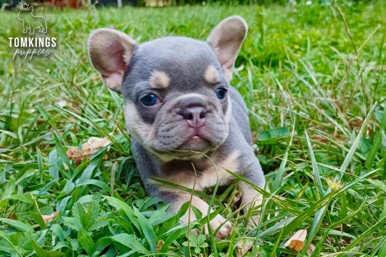 Jocasta, a lilac and tan French Bulldog girl, close-up indoor portrait.