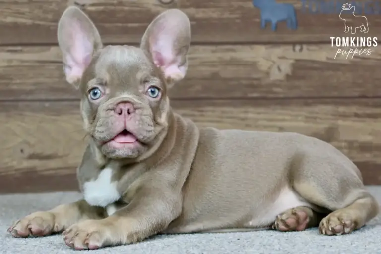 Ottilie, a lilac French Bulldog puppy, lying down indoors against a wooden background.