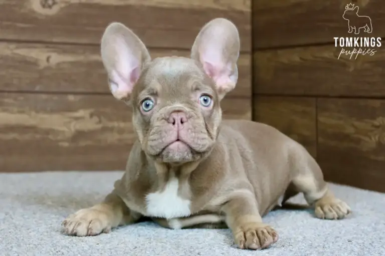 Ottilie, a lilac French Bulldog puppy, lying on a light carpet and looking at the camera.
