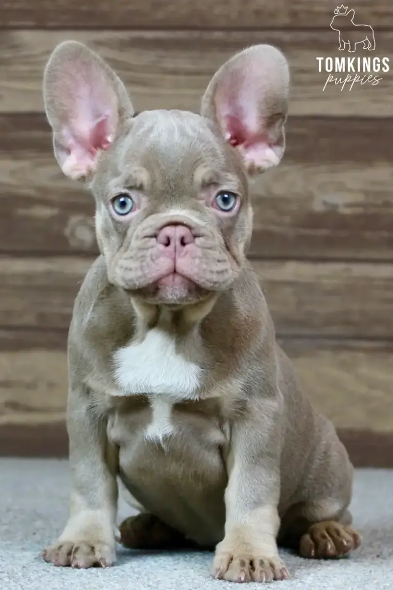 Ottilie, a lilac French Bulldog puppy, sitting indoors with large ears and pale blue eyes.