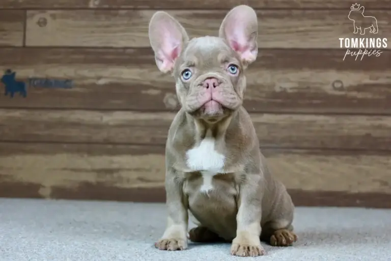 Ottilie, a lilac French Bulldog puppy, sitting indoors against a wooden background.